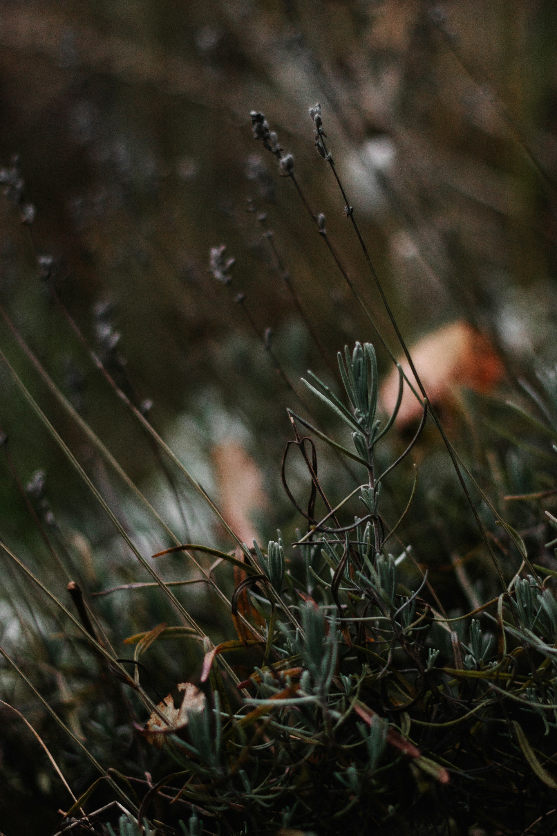 Introducing Perfume Rollers