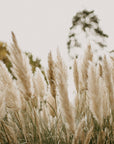 Pampas Grass | hay + vetiver + black tea