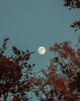 Moon visible through tree branches against a dark blue sky