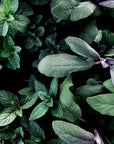 Verdant | basil + sesame + verbena