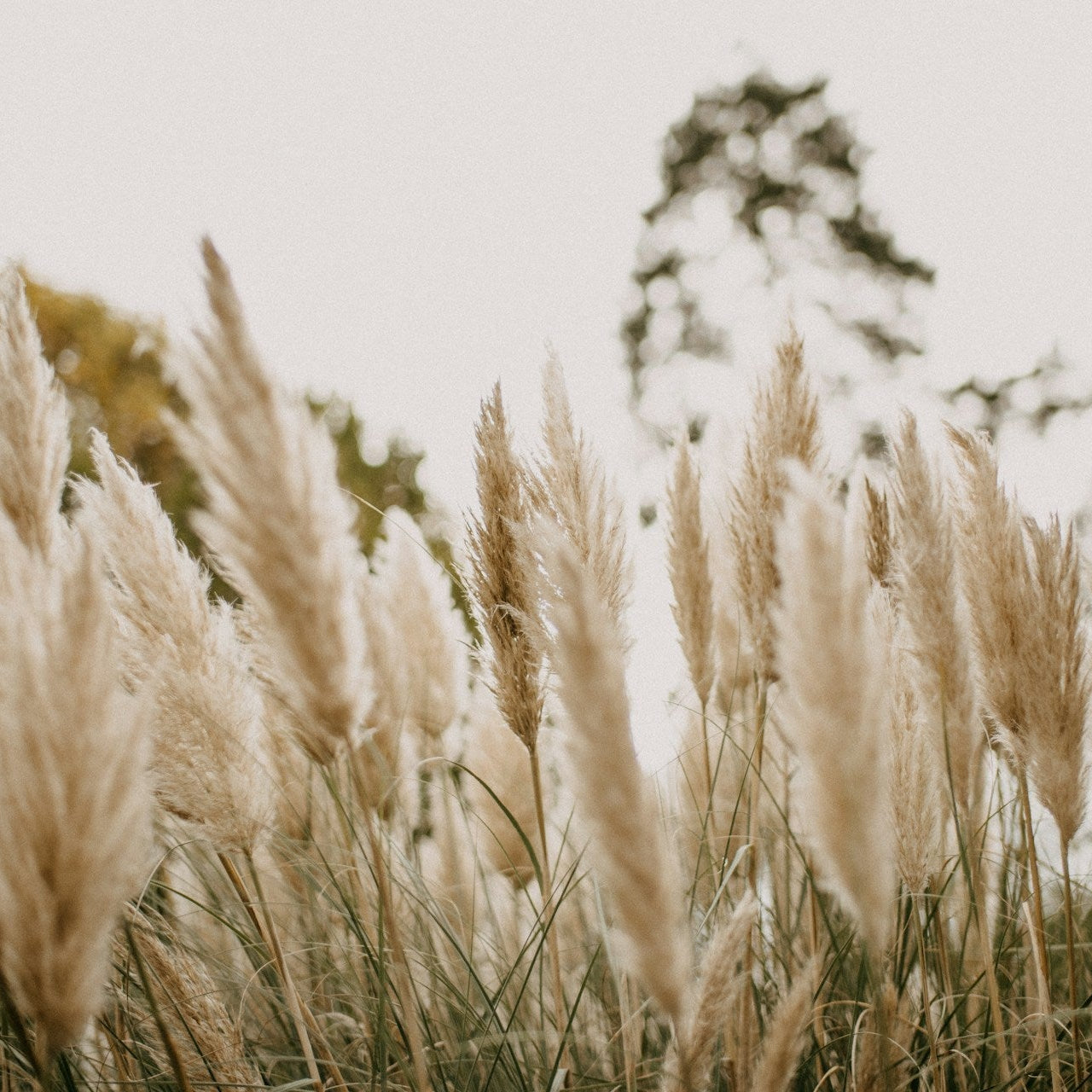 Pampas Grass | hay + vetiver + black tea