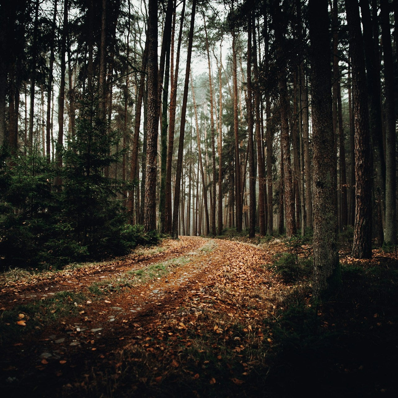 Wooded forest path with sunlight filtering through trees