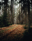 Wooded forest path with sunlight filtering through trees