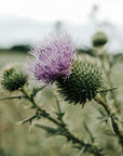 Thistle | clover + sage + moss