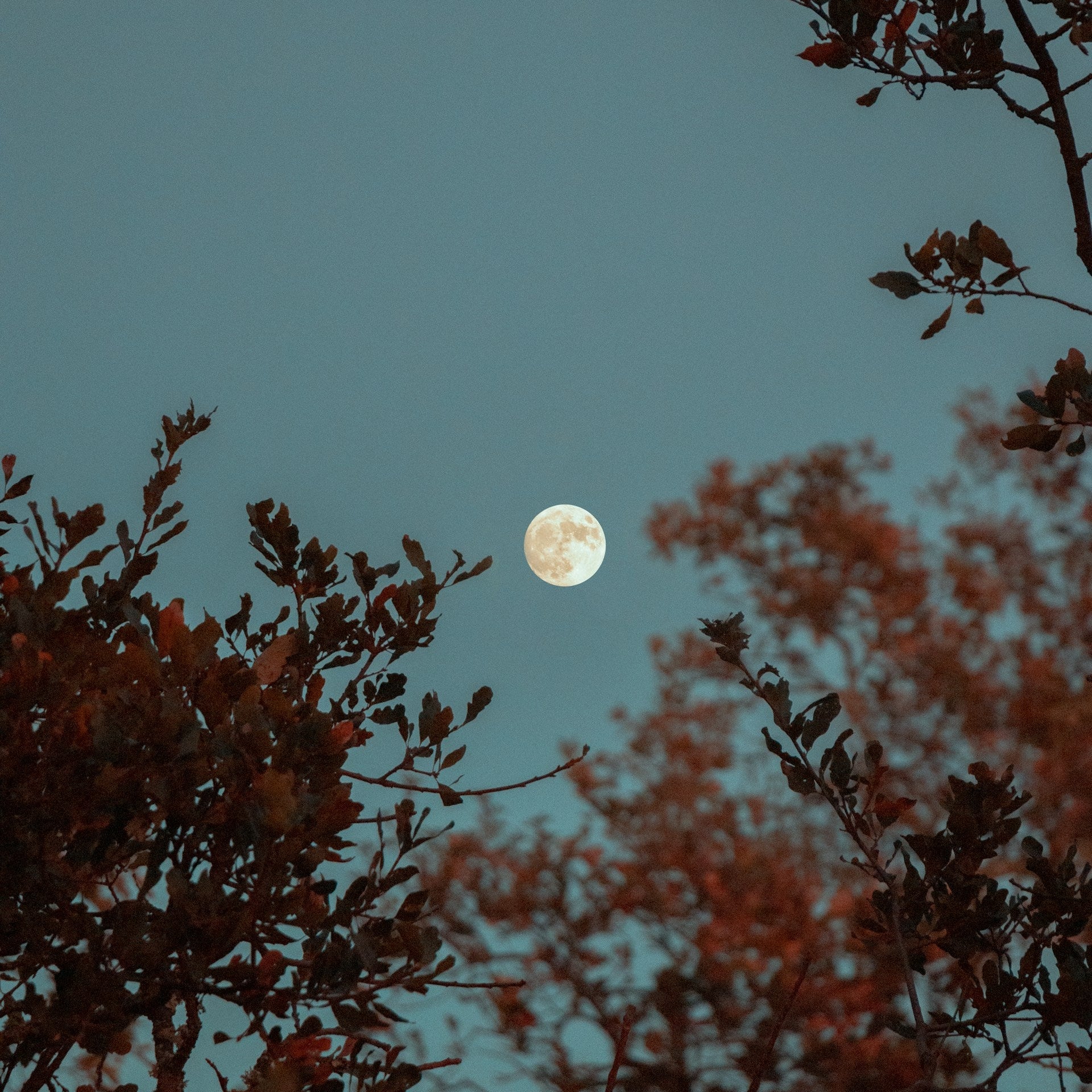 Moon visible through tree branches against a dark blue sky