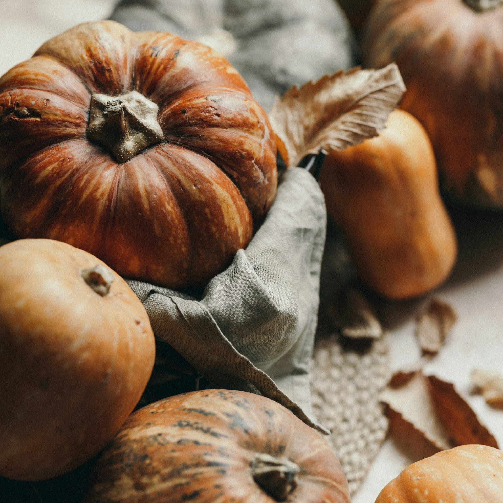 A close-up still life of several natural pumpkins and gourds arranged with dried leaves on a rustic surface, with soft warm lighting and shallow depth of field.