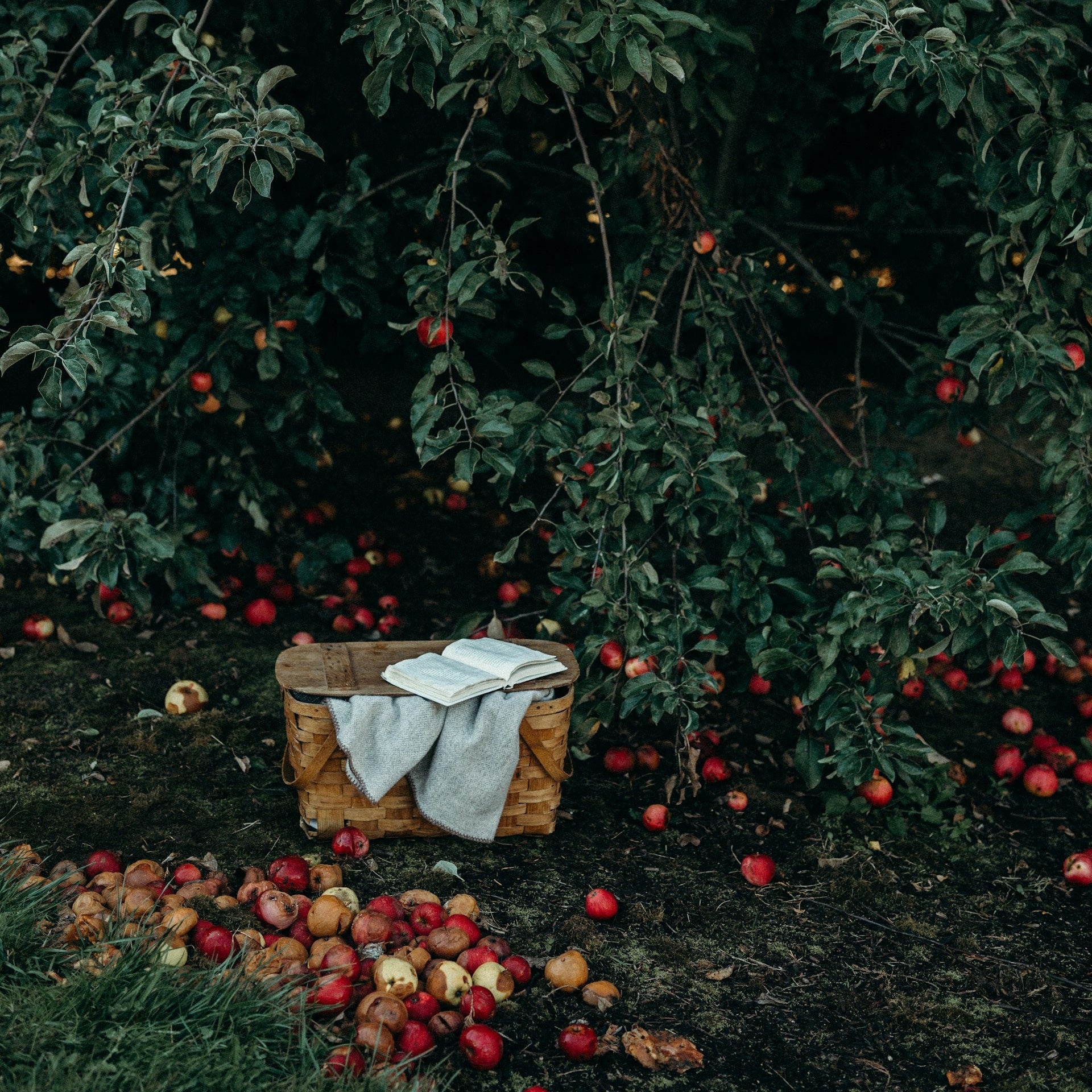 A rustic woven picnic basket sits on the ground beneath apple trees, with a white cloth draped over the side and an open book resting on top. Red apples are scattered on the ground and hanging from the surrounding branches.