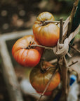 Farmers Market | mint + clementine + tomato leaf