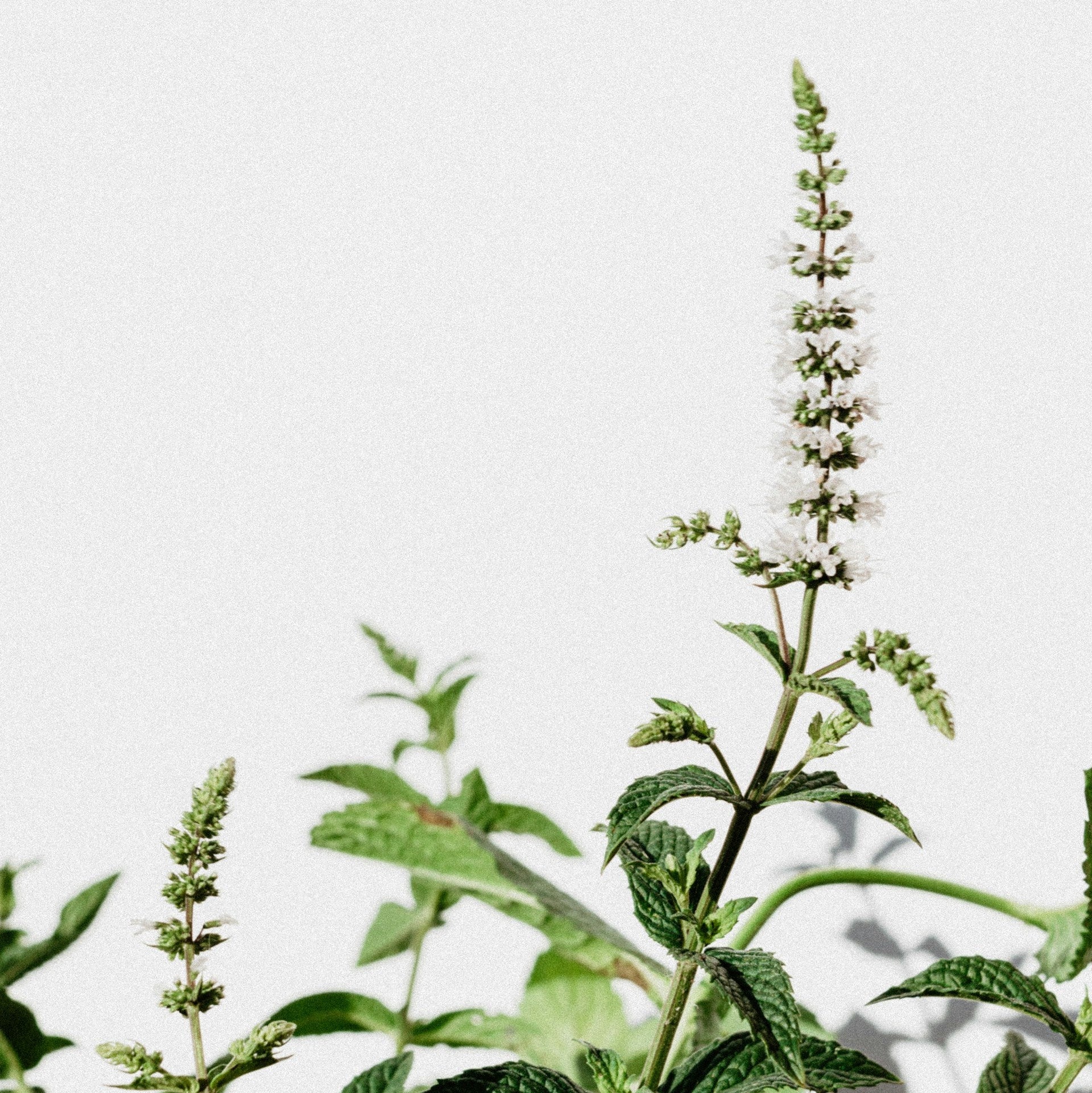 Serene | peppermint + eucalyptus + cedar