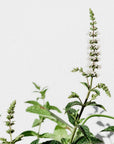 Serene | peppermint + eucalyptus + cedar