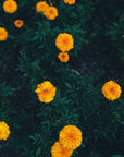 Sun Ritual | marigold + citrus + bergamot